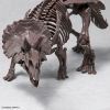 Imaginary Skeleton Triceratops Additional Thumbnail 5