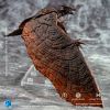 Exquisite Basic Rodan Action Figure (Godzilla: King of the Monsters) Additional Thumbnail 3
