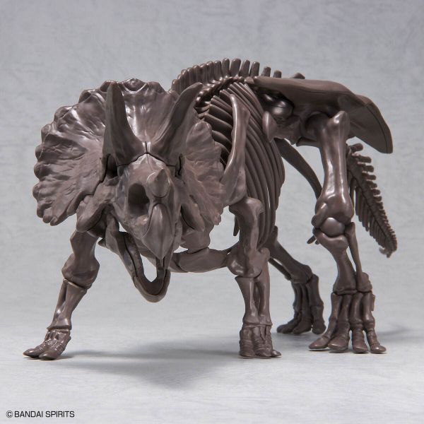 Imaginary Skeleton Triceratops Additional Image 4