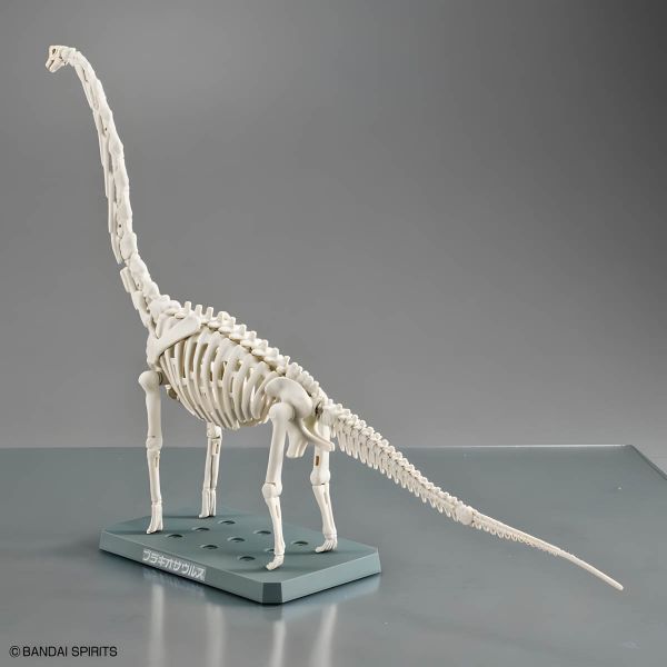 Plannosaurus Brachiosaurus Image